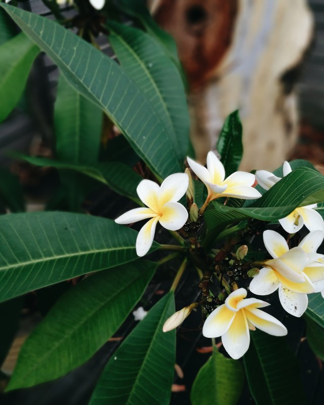 Frangipani