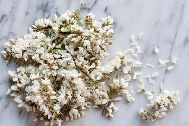 robinia or black locust flowers in bunches
