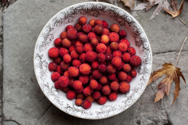 corbezzolo Irish strawberry tree fruit